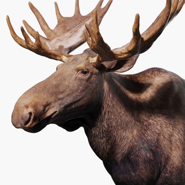 Moose 3D model