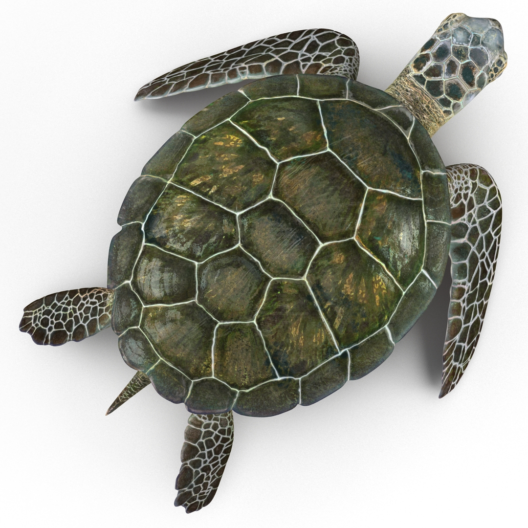 3d sea turtle pose 2