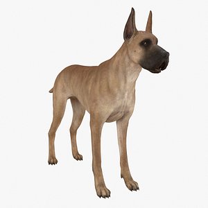 3D Dog Great Dane RIGGED model