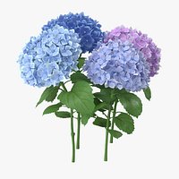 Hydrangeas - Natural Group