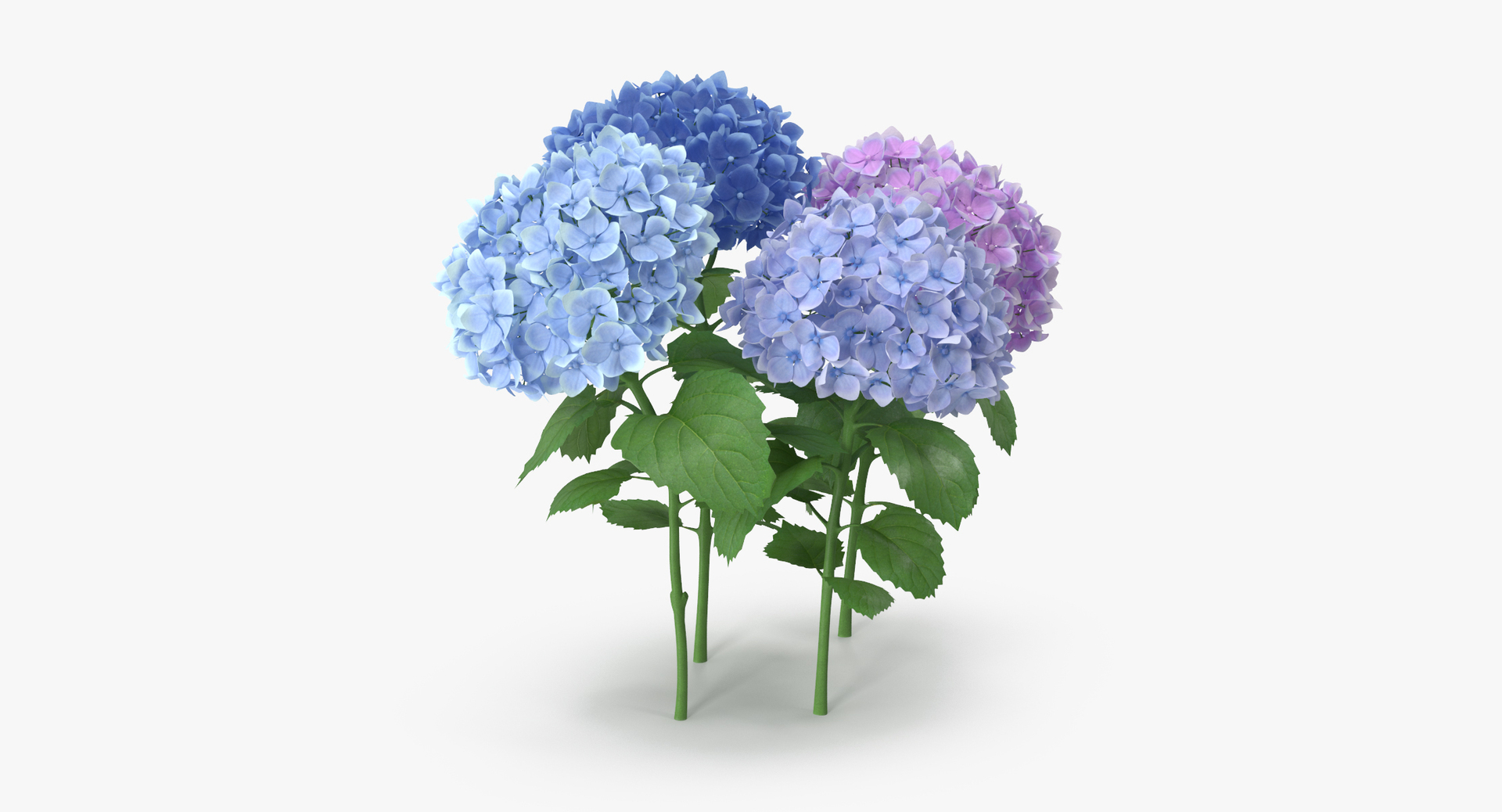 hydrangeas natural group 3d max