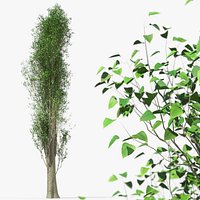 Populus Nigra Tree with Green Foliage
