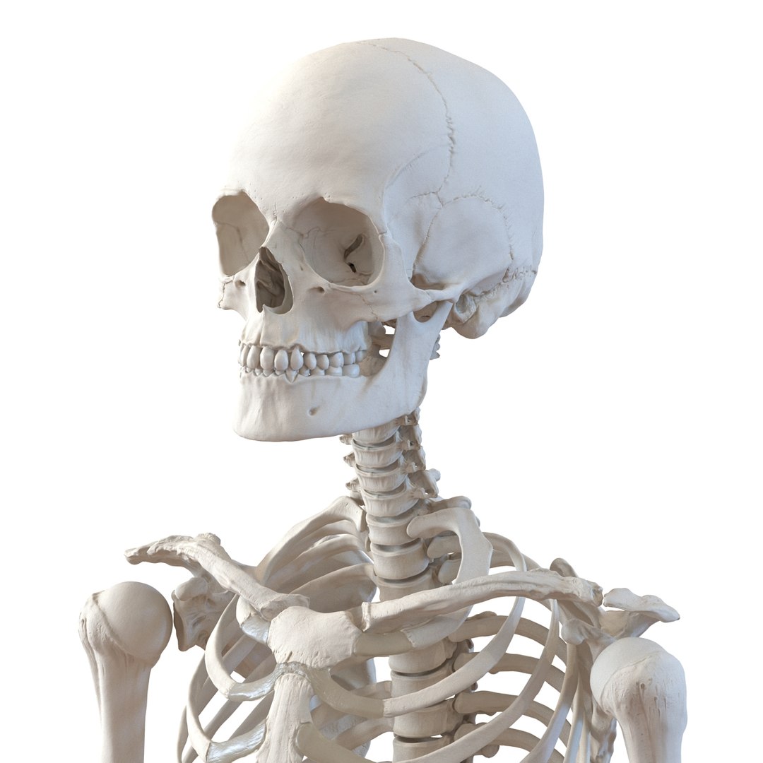 3D human skeletons rigged https://p.turbosquid.com/ts-thumb/kR/Y7h0bd/10dAuZi3/humanskeletonsriggedcollection3dsmaxvray3dmodels25/jpg/1474312720/1920x1080/fit_q87/15758292532012b9a6680bc34bbff575dd9011a9/humanskeletonsriggedcollection3dsmaxvray3dmodels25.jpg