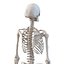Coleção de esqueletos humanos para Maya