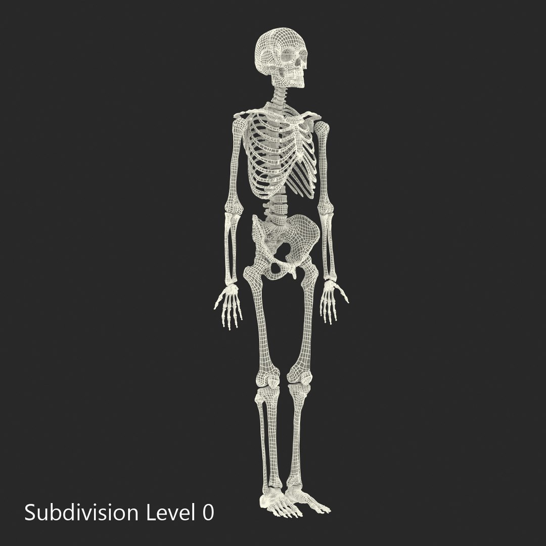 3D human skeletons rigged https://p.turbosquid.com/ts-thumb/kR/Y7h0bd/5IwDr3hR/humanskeletonsriggedcollection3dsmaxvray3dmodels39/jpg/1474312721/1920x1080/fit_q87/1c220f14e8f46faecd35d7146bd18ecb7b79e97f/humanskeletonsriggedcollection3dsmaxvray3dmodels39.jpg