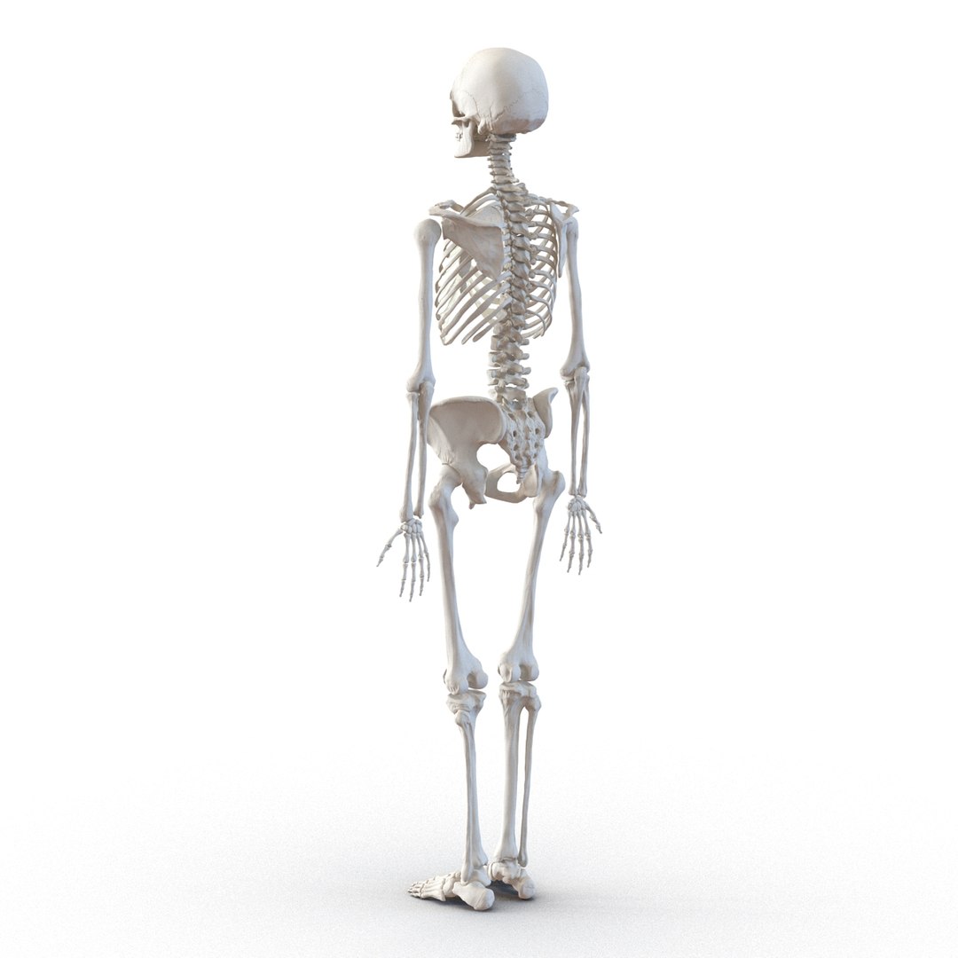 3D human skeletons rigged https://p.turbosquid.com/ts-thumb/kR/Y7h0bd/7GM3yJFr/humanskeletonsriggedcollection3dsmaxvray3dmodels16/jpg/1474312720/1920x1080/fit_q87/f40bba1da8e2587eff0a50fcafe9cceea0a08470/humanskeletonsriggedcollection3dsmaxvray3dmodels16.jpg