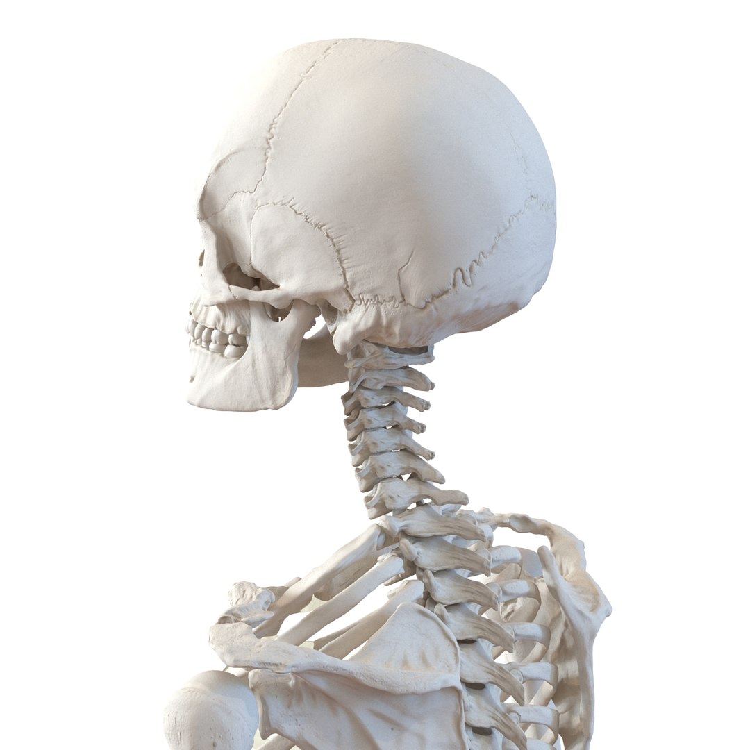3D human skeletons rigged https://p.turbosquid.com/ts-thumb/kR/Y7h0bd/9j55kG2x/humanskeletonsriggedcollection3dsmaxvray3dmodels30/jpg/1474312721/1920x1080/fit_q87/8b8670de150c4b8a524616507b563a4ea332093d/humanskeletonsriggedcollection3dsmaxvray3dmodels30.jpg