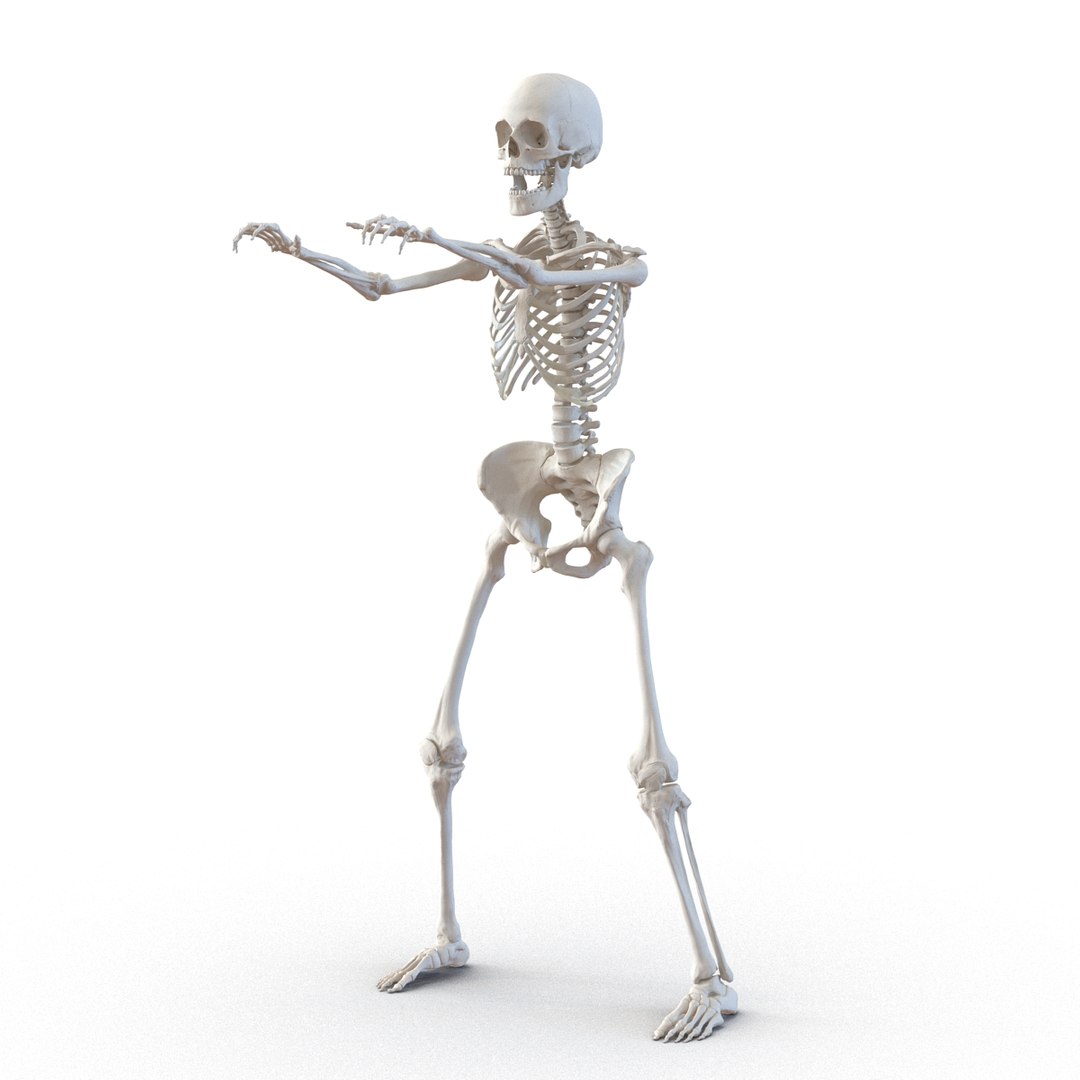 3D human skeletons rigged https://p.turbosquid.com/ts-thumb/kR/Y7h0bd/CQyoO0Ly/humanskeletonsriggedcollection3dsmaxvray3dmodels05/jpg/1474312720/1920x1080/fit_q87/4c7aef1fe7fda8ca0b700282f4151a8fad8778f4/humanskeletonsriggedcollection3dsmaxvray3dmodels05.jpg