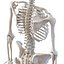 Coleção de esqueletos humanos para Maya