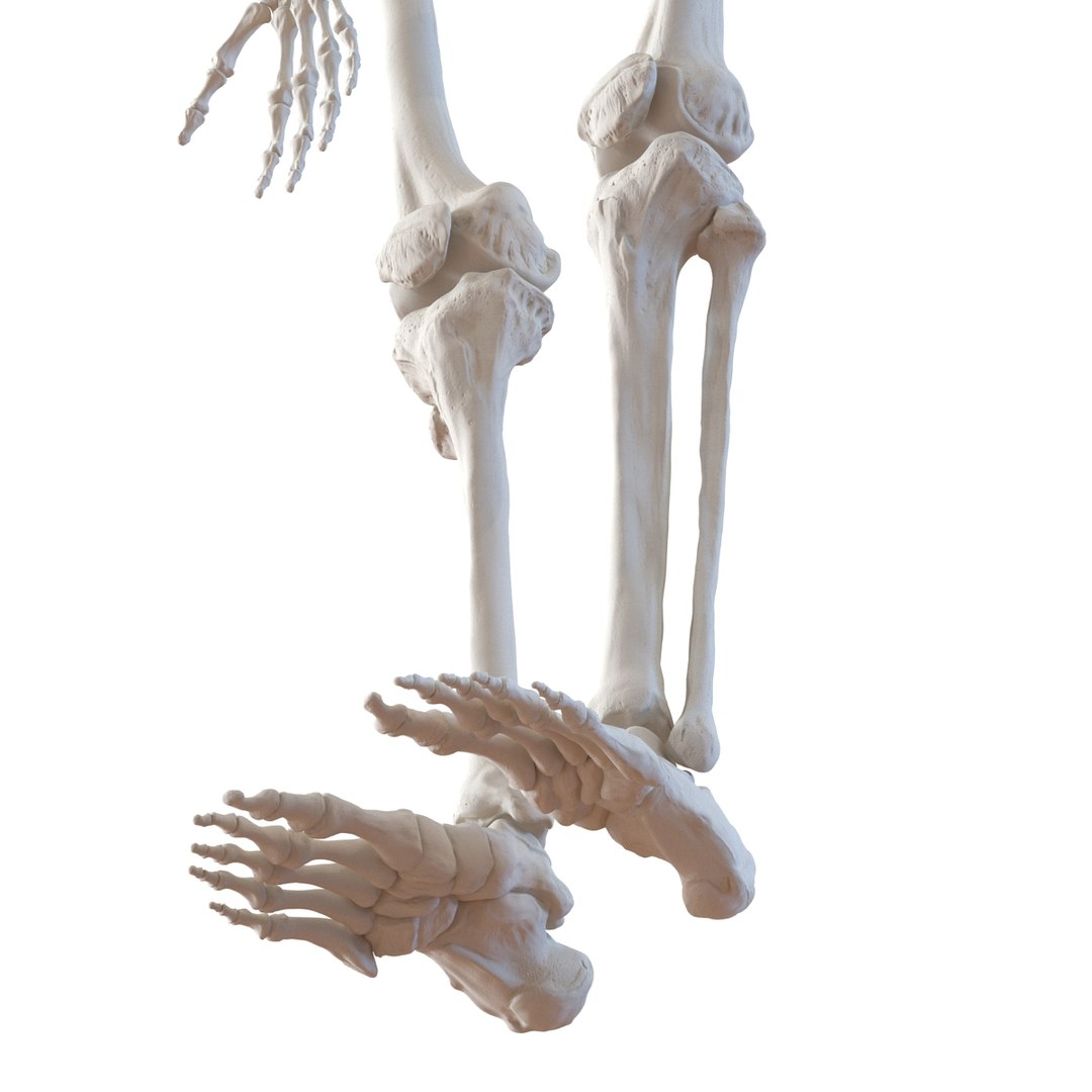 3D human skeletons rigged https://p.turbosquid.com/ts-thumb/kR/Y7h0bd/HCgrIOrU/humanskeletonsriggedcollection3dsmaxvray3dmodels35/jpg/1474312721/1920x1080/fit_q87/a371477c3f893f2becc12d532ab91a74c960b340/humanskeletonsriggedcollection3dsmaxvray3dmodels35.jpg