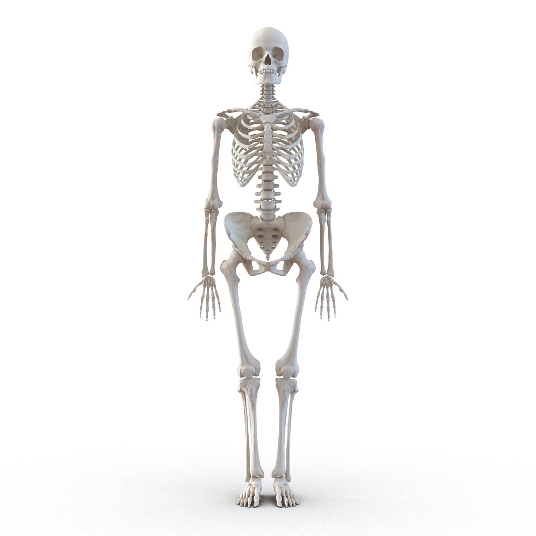 3D human skeletons rigged https://p.turbosquid.com/ts-thumb/kR/Y7h0bd/JiiLlDE4/humanskeletonsriggedcollection3dsmaxvray3dmodels11/jpg/1474312720/1920x1080/fit_q87/98a74d7c97cd697cec51c7d7047b3d359af1028c/humanskeletonsriggedcollection3dsmaxvray3dmodels11.jpg