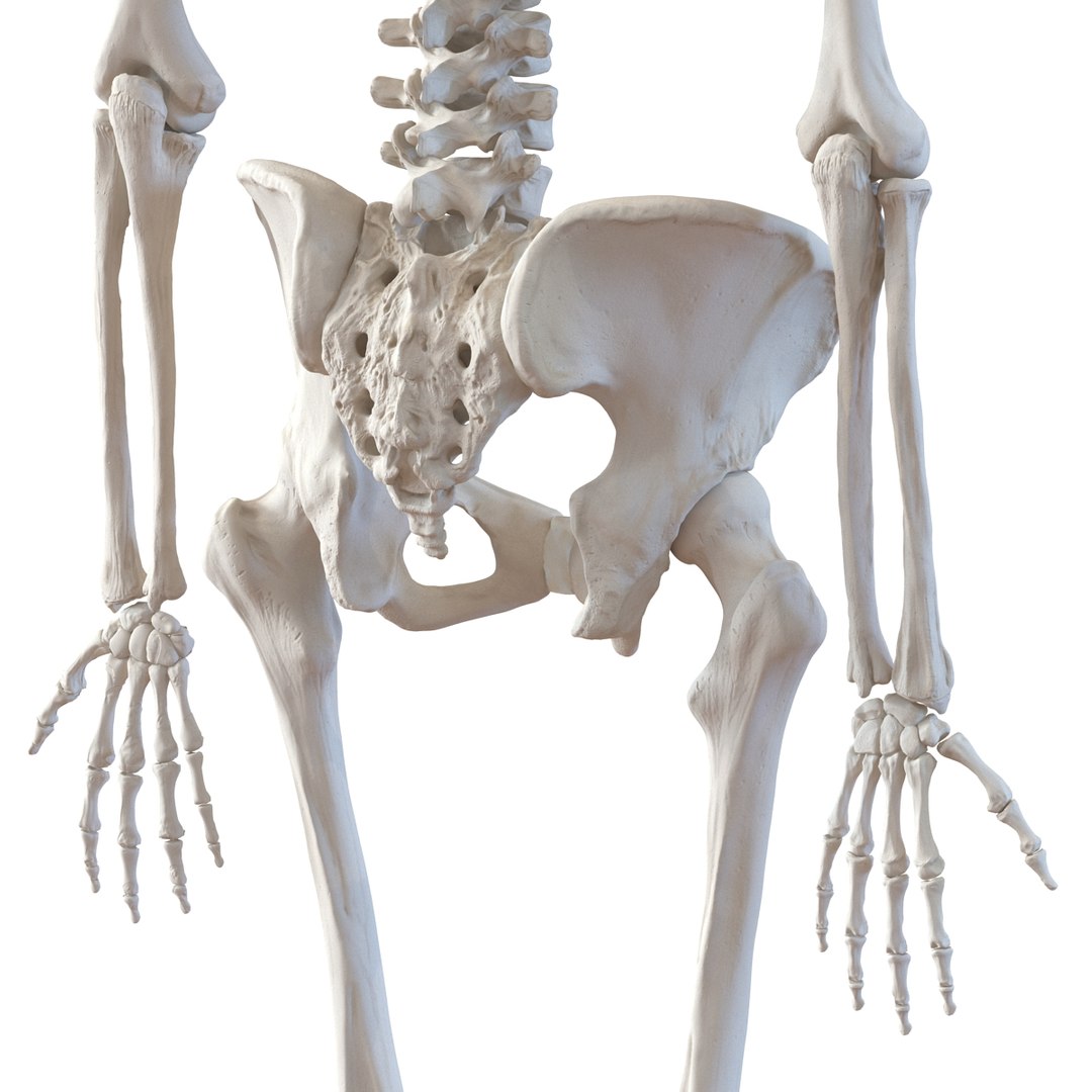 3D human skeletons rigged https://p.turbosquid.com/ts-thumb/kR/Y7h0bd/PBxymdCY/humanskeletonsriggedcollection3dsmaxvray3dmodels23/jpg/1474312720/1920x1080/fit_q87/096bdc802b005f3f1054bd7cd76edc71cc8815a1/humanskeletonsriggedcollection3dsmaxvray3dmodels23.jpg