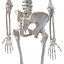 Coleção de esqueletos humanos para Maya
