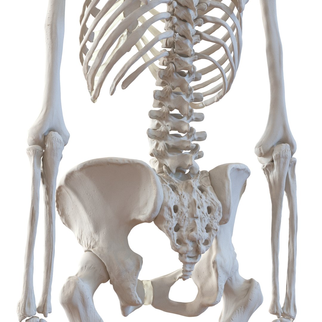 3D human skeletons rigged - TurboSquid 1515363