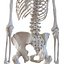 Coleção de esqueletos humanos para Maya
