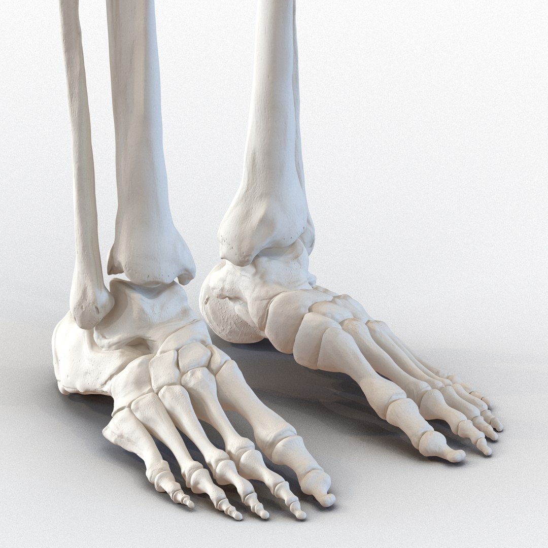 3D human skeletons rigged https://p.turbosquid.com/ts-thumb/kR/Y7h0bd/Sy2x2Oq2/humanskeletonsriggedcollection3dsmaxvray3dmodels36/jpg/1474312721/1920x1080/fit_q87/fd8e872edaf3bc7d8ed27b097e6fadc300828a76/humanskeletonsriggedcollection3dsmaxvray3dmodels36.jpg