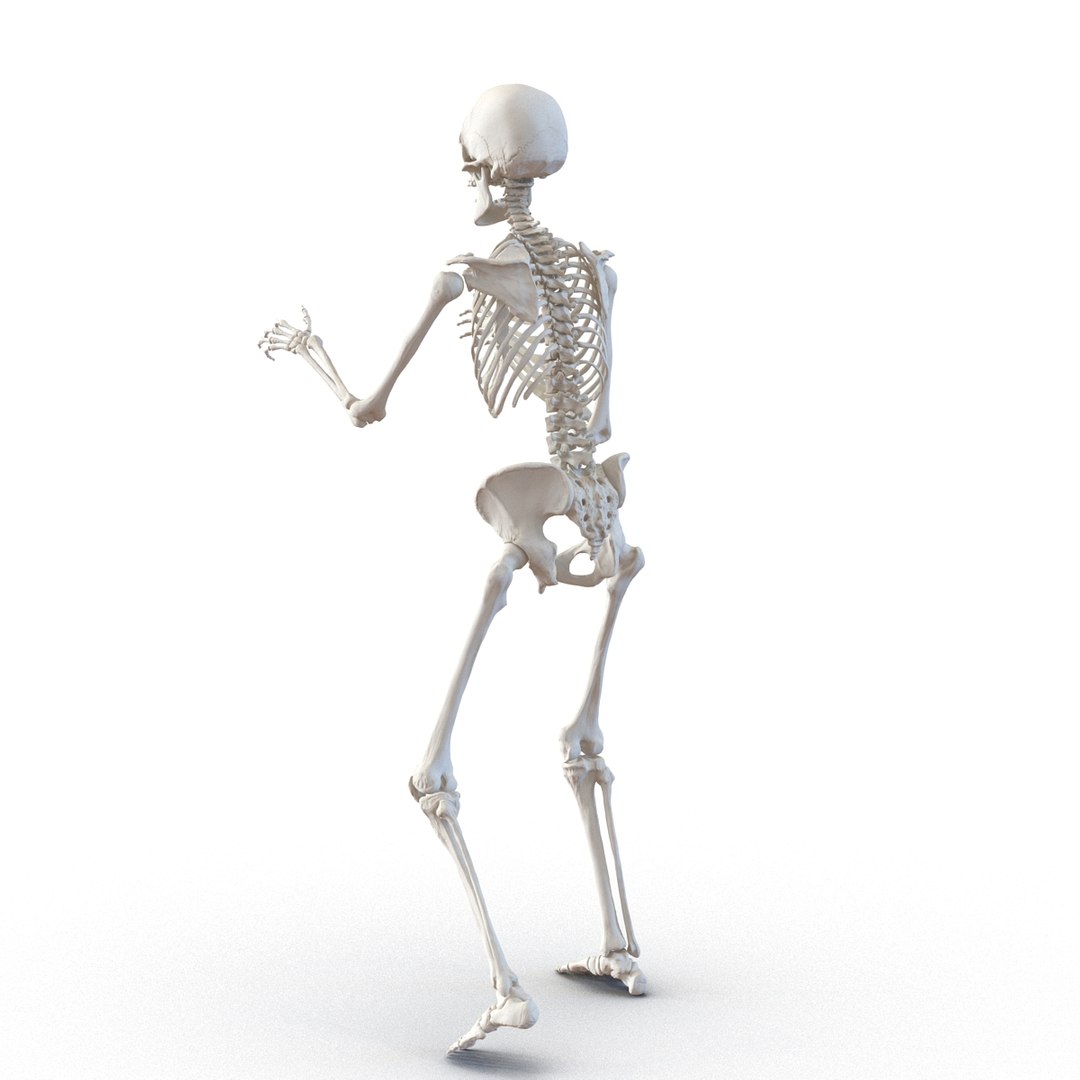 3D human skeletons rigged https://p.turbosquid.com/ts-thumb/kR/Y7h0bd/TWCEGPKR/humanskeletonsriggedcollection3dsmaxvray3dmodels07/jpg/1474312720/1920x1080/fit_q87/f7982cd9b9395b28b684eae7fa8fa176694dea3c/humanskeletonsriggedcollection3dsmaxvray3dmodels07.jpg