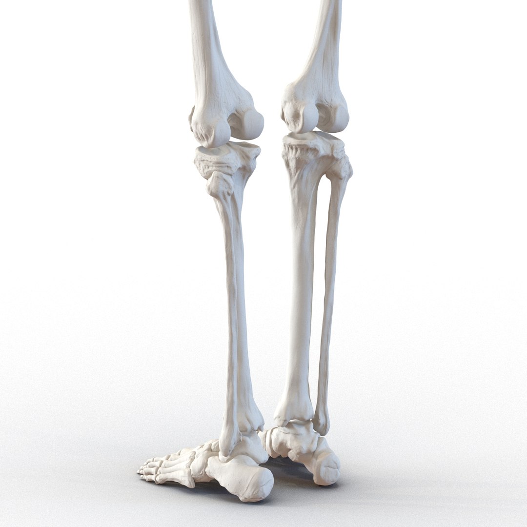 3D human skeletons rigged https://p.turbosquid.com/ts-thumb/kR/Y7h0bd/Vt5fu91R/humanskeletonsriggedcollection3dsmaxvray3dmodels34/jpg/1474312721/1920x1080/fit_q87/6b44258b10e8567dc49d3d06b7e3d256aff952cf/humanskeletonsriggedcollection3dsmaxvray3dmodels34.jpg