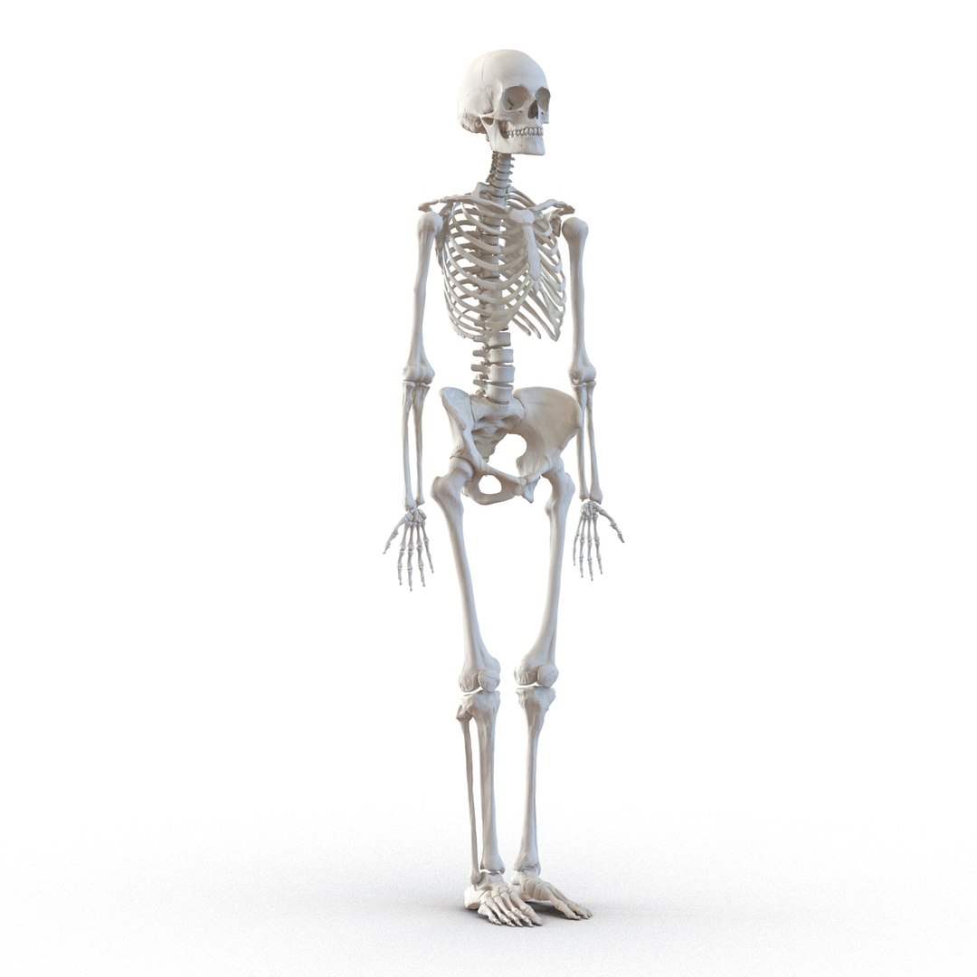 3D human skeletons rigged https://p.turbosquid.com/ts-thumb/kR/Y7h0bd/Yi2EjNHT/humanskeletonsriggedcollection3dsmaxvray3dmodels12/jpg/1474312720/1920x1080/fit_q87/aacaa8bd4db02b41438e32fc74c4a187a2f1c16b/humanskeletonsriggedcollection3dsmaxvray3dmodels12.jpg