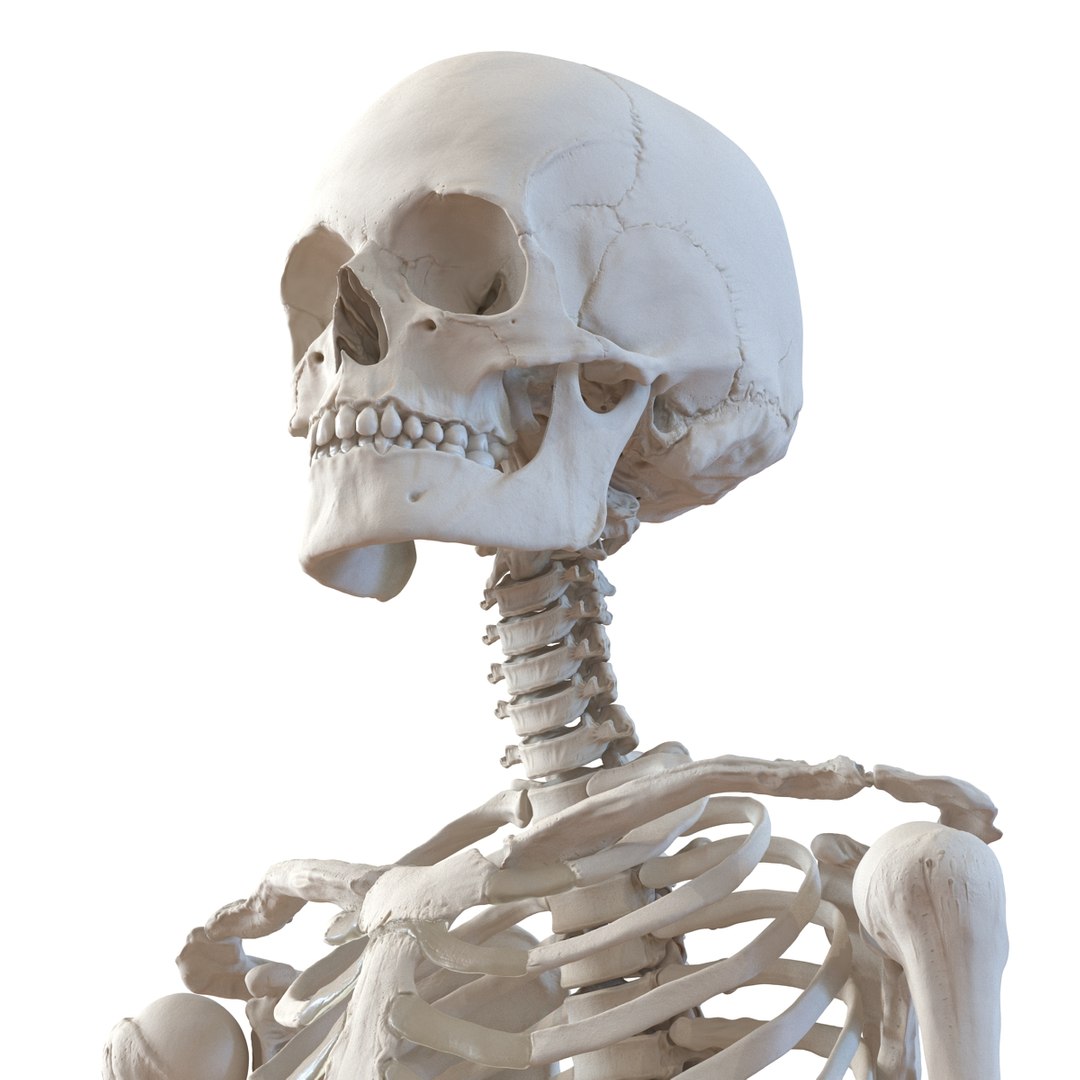 3D human skeletons rigged https://p.turbosquid.com/ts-thumb/kR/Y7h0bd/avFpgTz3/humanskeletonsriggedcollection3dsmaxvray3dmodels32/jpg/1474312721/1920x1080/fit_q87/a2a7dc3cf7a5b52eb51f5f77220e8849e0e22703/humanskeletonsriggedcollection3dsmaxvray3dmodels32.jpg