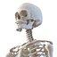 Coleção de esqueletos humanos para Maya