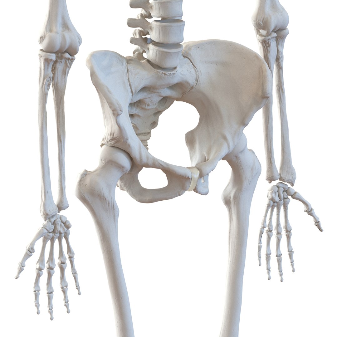 3D human skeletons rigged https://p.turbosquid.com/ts-thumb/kR/Y7h0bd/qjzibZMx/humanskeletonsriggedcollection3dsmaxvray3dmodels22/jpg/1474312720/1920x1080/fit_q87/73fbde8d1fd99cae26eb7f1fa2bfc1374a2daf7f/humanskeletonsriggedcollection3dsmaxvray3dmodels22.jpg