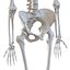 Coleção de esqueletos humanos para Maya