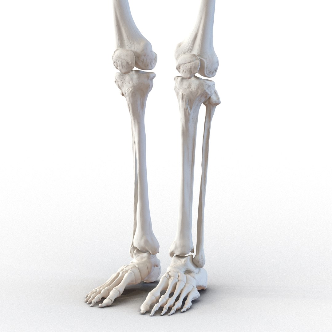 3D human skeletons rigged https://p.turbosquid.com/ts-thumb/kR/Y7h0bd/ruTf7EFc/humanskeletonsriggedcollection3dsmaxvray3dmodels33/jpg/1474312721/1920x1080/fit_q87/96c3bcc60d353904c53d2026c77f53f7e71818e0/humanskeletonsriggedcollection3dsmaxvray3dmodels33.jpg