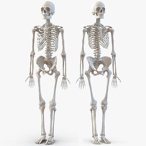 3D human skeletons rigged