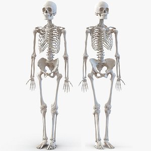 Rigged Anatomy Human Skeleton 3D Models For Download | TurboSquid