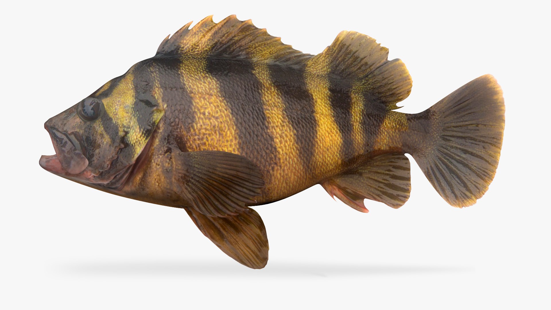 3D Treefish Fish - TurboSquid 1681508