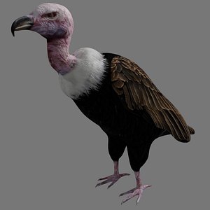 vulture bird rigged 3D model
