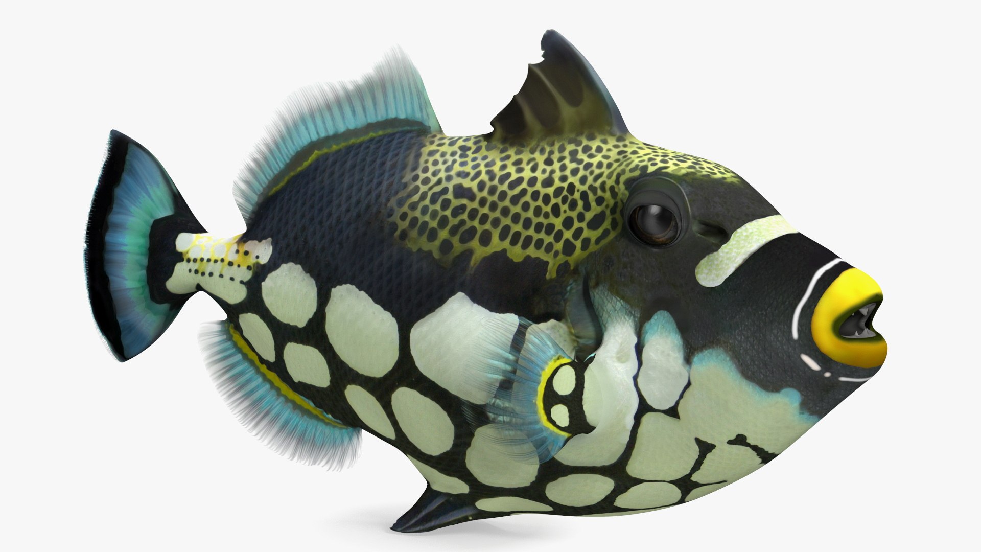 Balistoides Conspicillum or Bigspotted Triggerfish Rigged 3D model preview