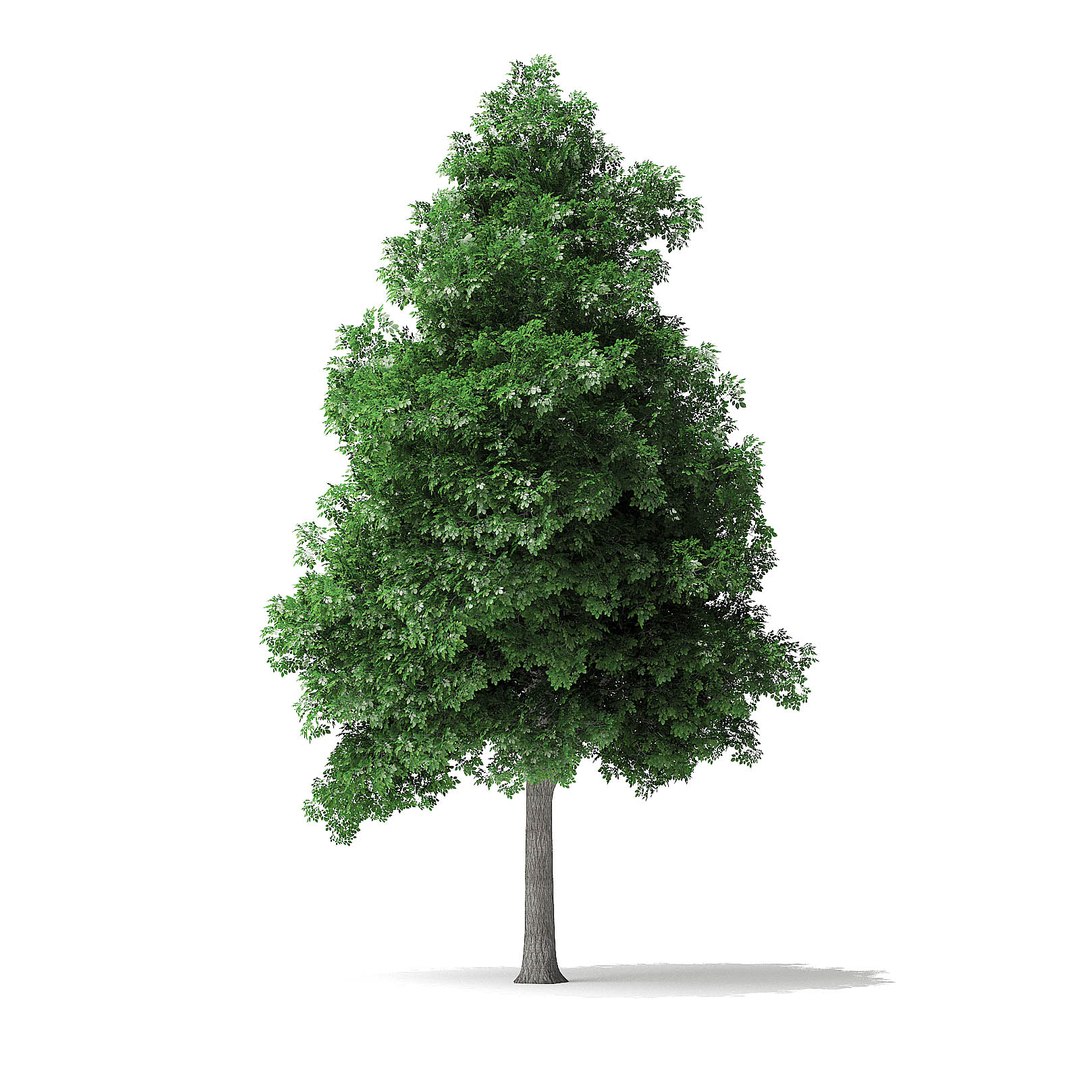 3D white ash tree 9m model https://p.turbosquid.com/ts-thumb/kR/h52QDY/9WImak8Q/cgaxis_models_120_2703/jpg/1570707843/1920x1080/fit_q87/26f83a19c1104dd8fac5731da345e3a938f443ee/cgaxis_models_120_2703.jpg