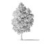 White Ash Tree 3D Model 9m