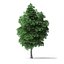 White Ash Tree 3D Model 9m