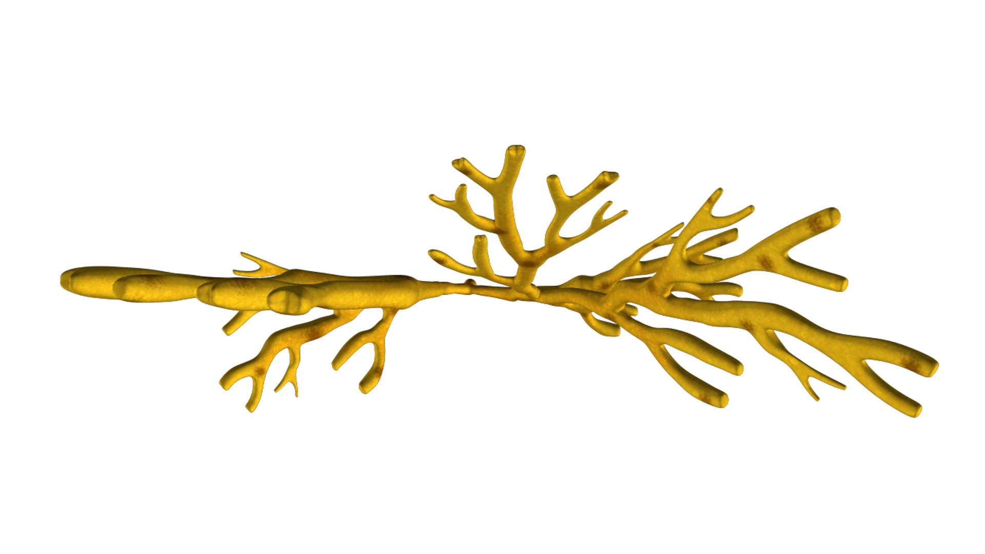 3d model dictyotales brown algae https://p.turbosquid.com/ts-thumb/kR/tHw7L9/9uaK01J4/dictyota_03/png/1425457730/1920x1080/fit_q87/3882974ab6e40c0be8a495f890e72dfabdb7cc91/dictyota_03.jpg