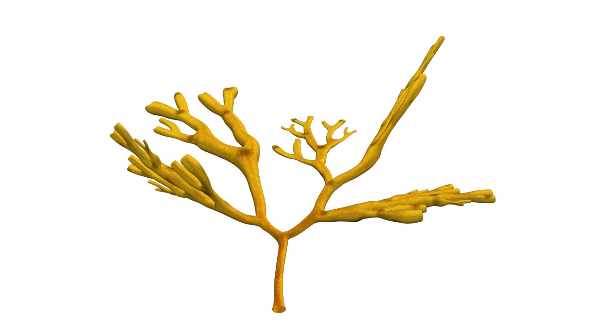 3d model dictyotales brown algae https://p.turbosquid.com/ts-thumb/kR/tHw7L9/Tx96ijft/dictyota_04/png/1425457730/1920x1080/fit_q87/72f16bf3e7671fd7595216e4671b0435447018fa/dictyota_04.jpg