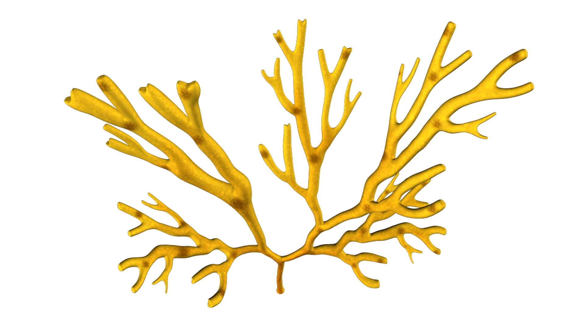 3d model dictyotales brown algae https://p.turbosquid.com/ts-thumb/kR/tHw7L9/w5sWn16S/dictyota_02/png/1425457730/1920x1080/fit_q87/4863388f79a0b4f930af434f686e0dc93c04df0d/dictyota_02.jpg