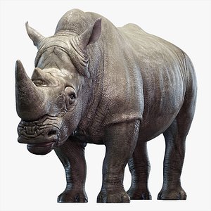 3D big rhino rigged