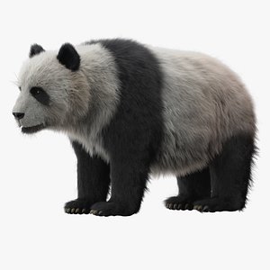 panda fur modeled 3D model