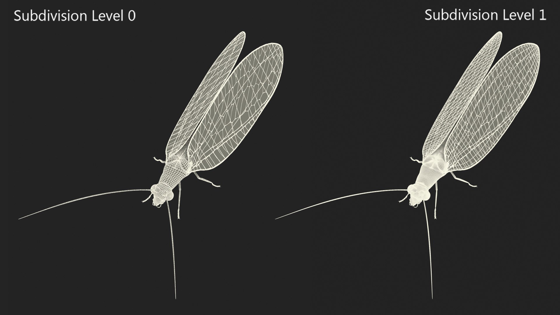 Insect Green Lacewing Fur 3D Model - TurboSquid 2167676