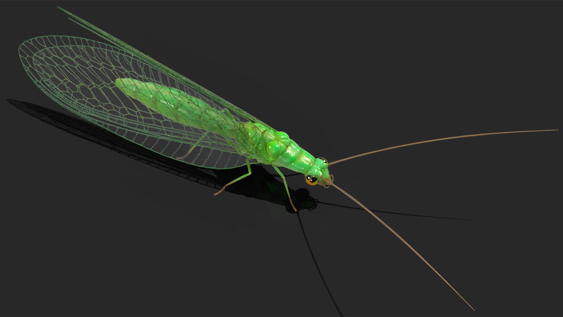Insect Green Lacewing Fur 3D Model - TurboSquid 2167676