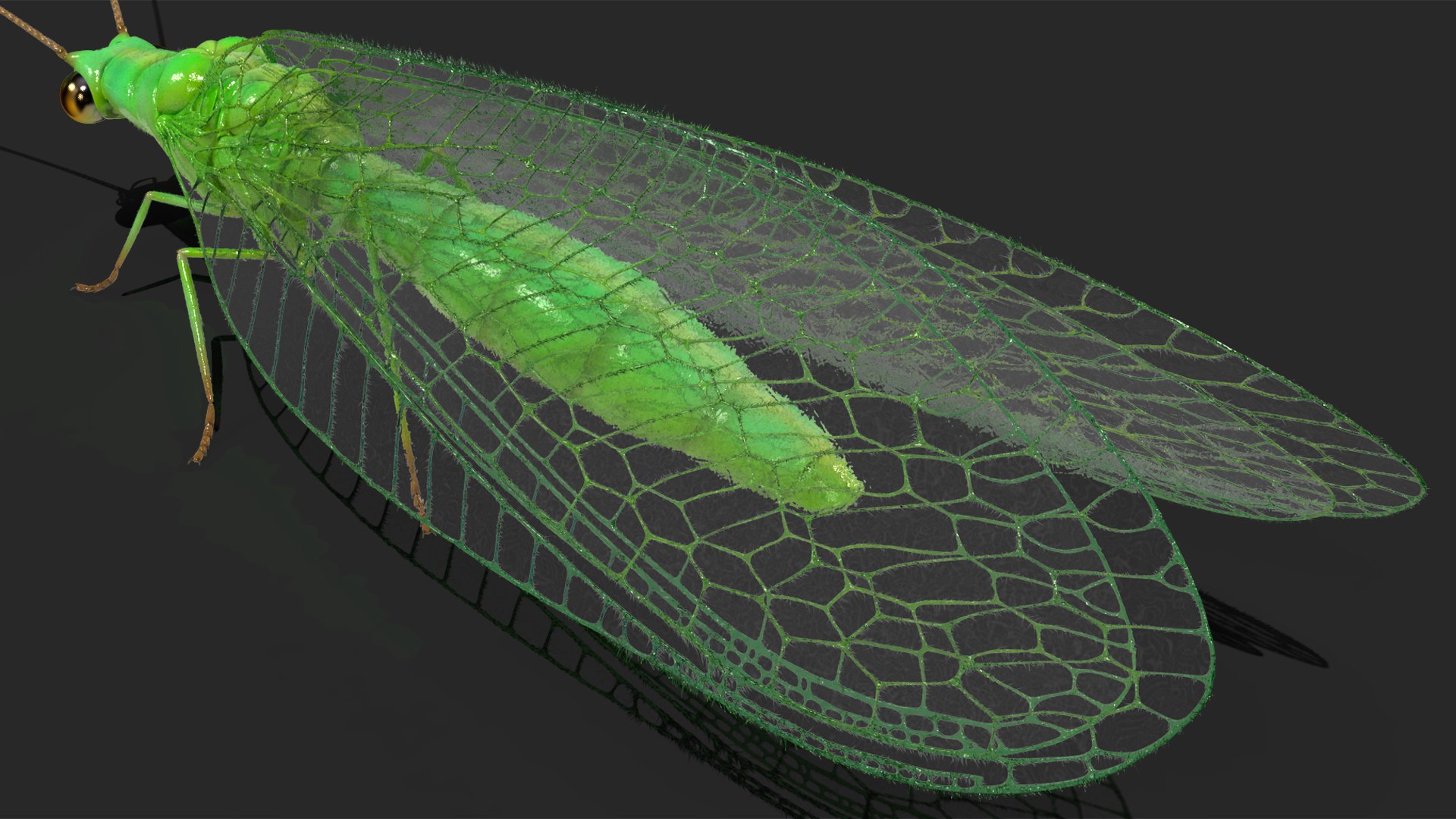 Insect Green Lacewing Fur 3D Model - TurboSquid 2167676