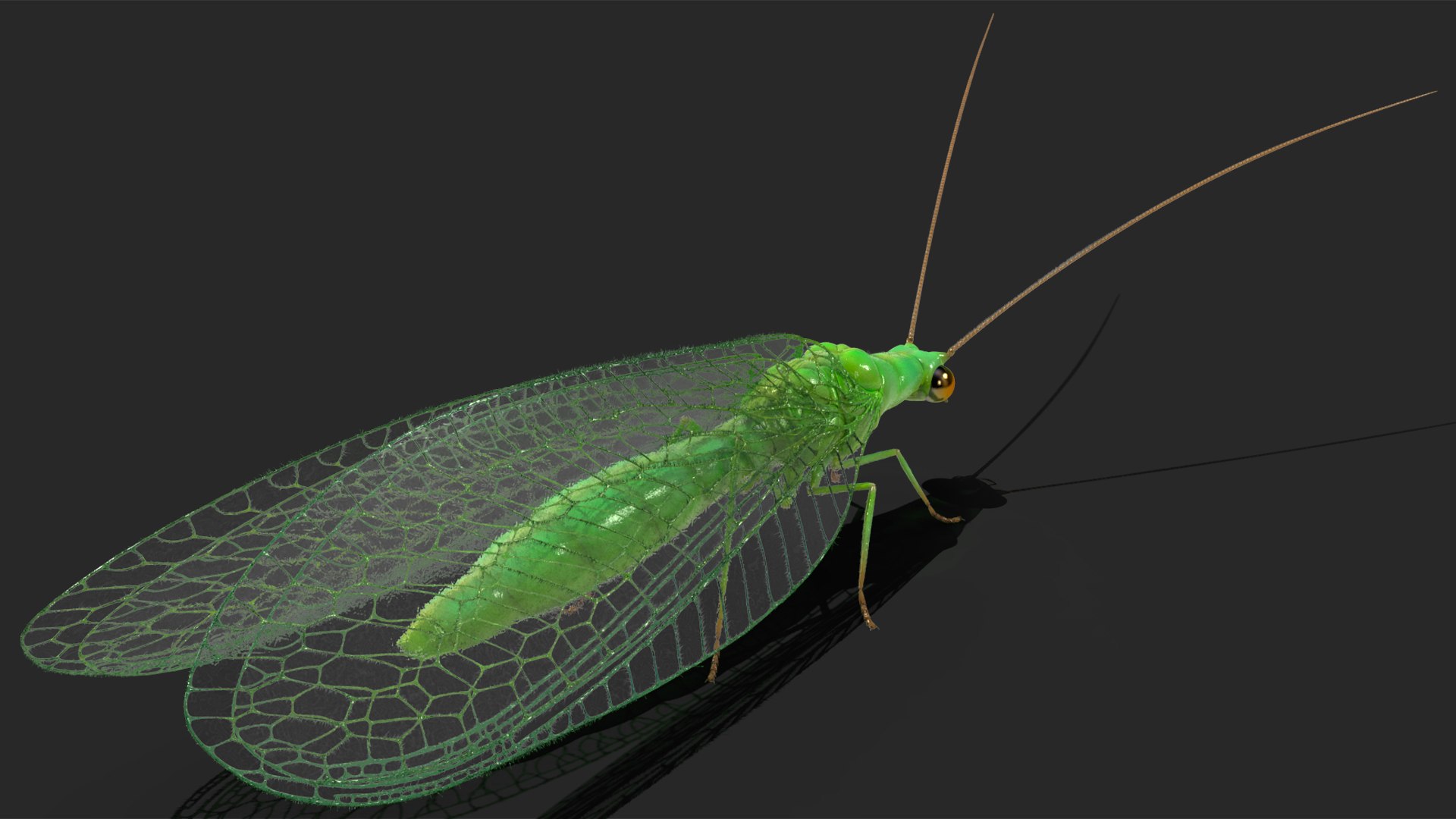 Insect Green Lacewing Fur 3D Model - TurboSquid 2167676