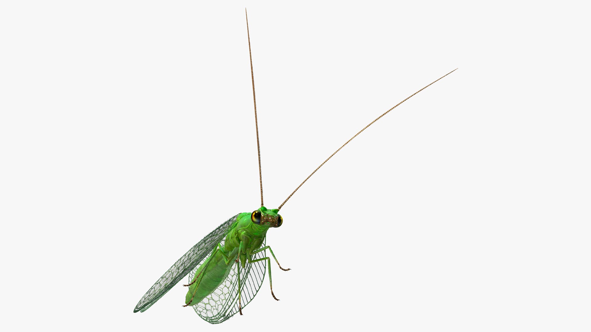 Insect Green Lacewing Fur 3D model preview