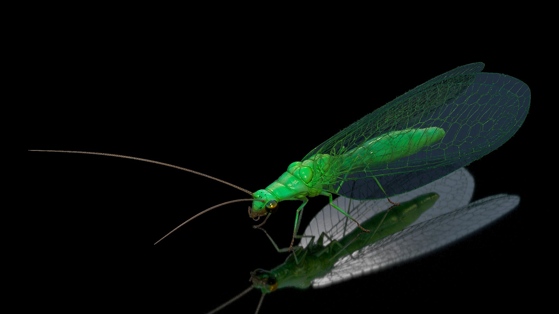 Insect Green Lacewing Fur 3D Model - TurboSquid 2167676