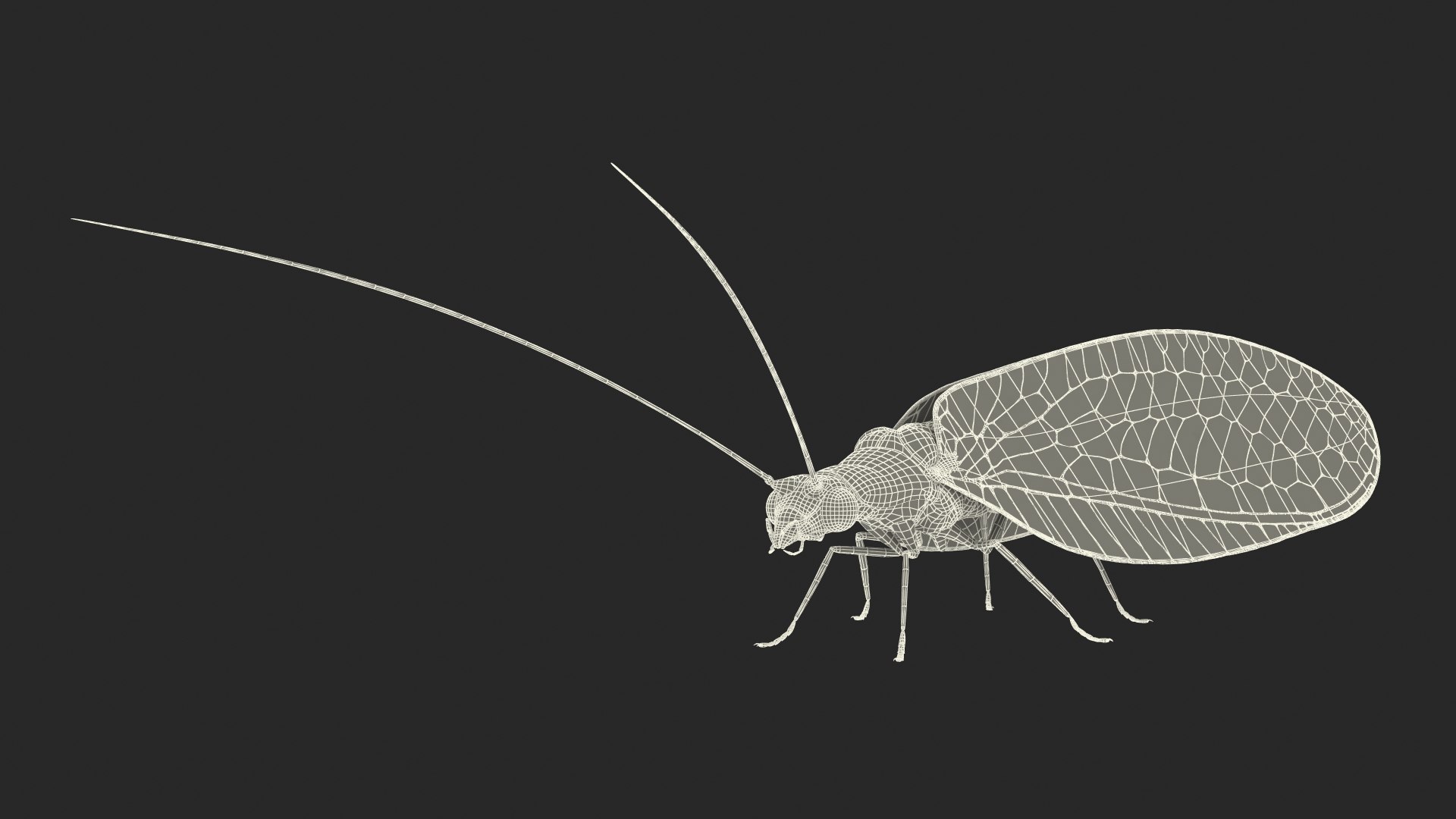 Insect Green Lacewing Fur 3D Model - TurboSquid 2167676