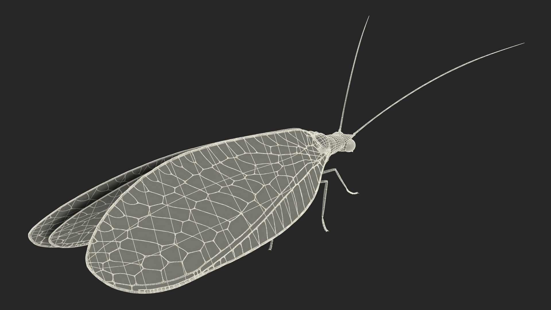 Insect Green Lacewing Fur 3D Model - TurboSquid 2167676