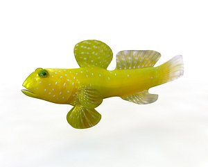 fish aquarium 3D model
